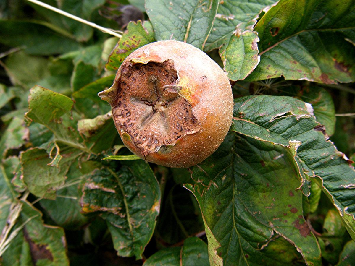 Mespilus