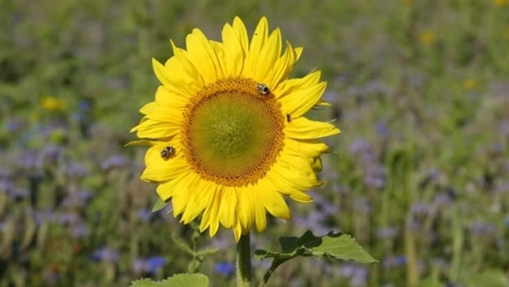 sunflower