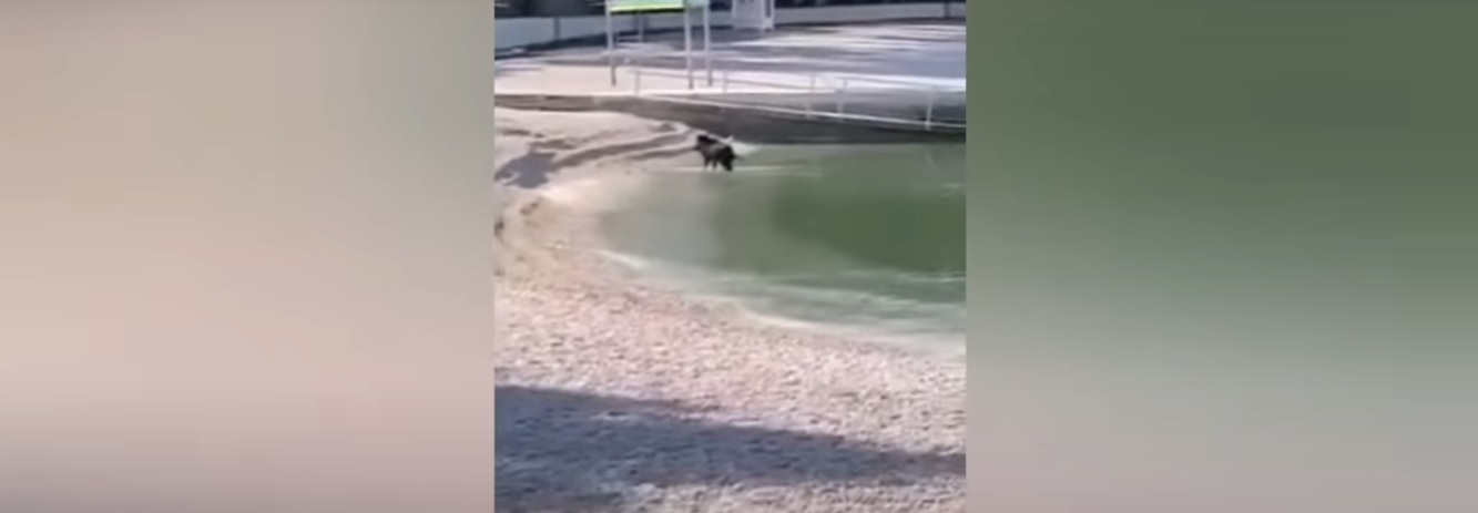 wild boar swam