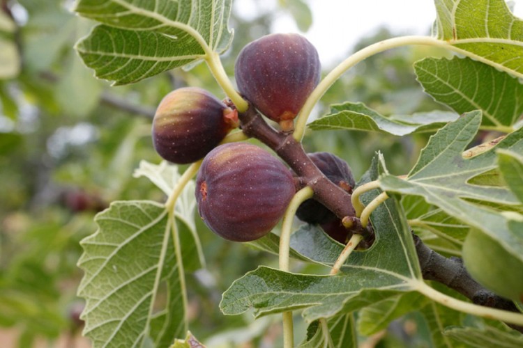 figs