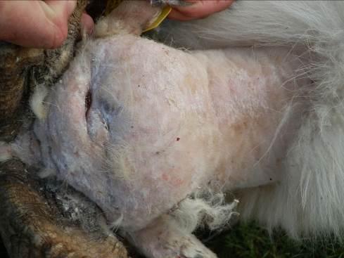 Slika 6. Koza na vratu ovna nakon tretmana benzinom