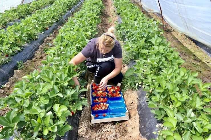 strawberry farm