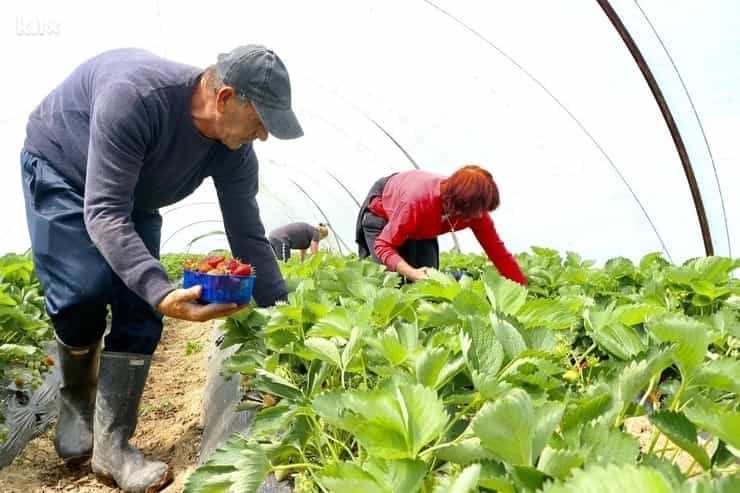 strawberry farm