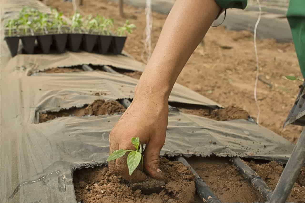 20224Poljoprivreda sadjenje plant greenhouse