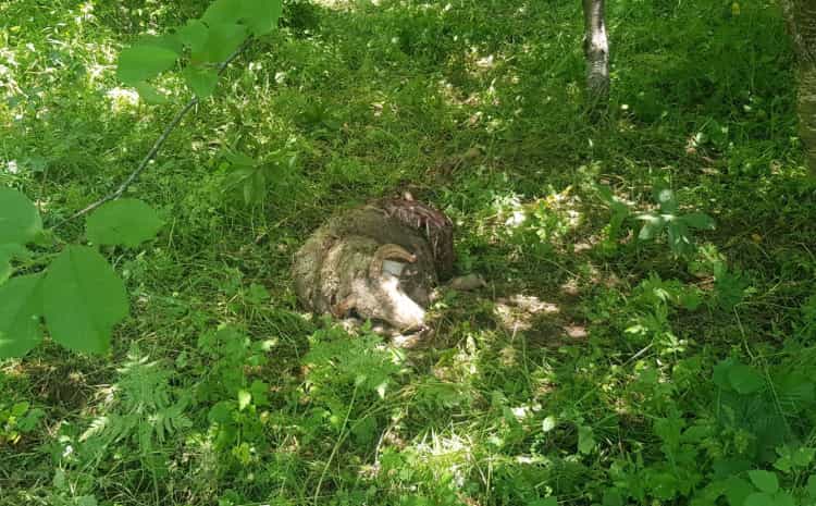 Gorazde copor vukova usmrtio stado od 50 ovaca