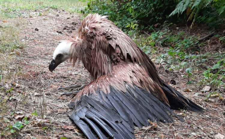 Griffon vulture