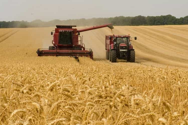 Wheat harvest