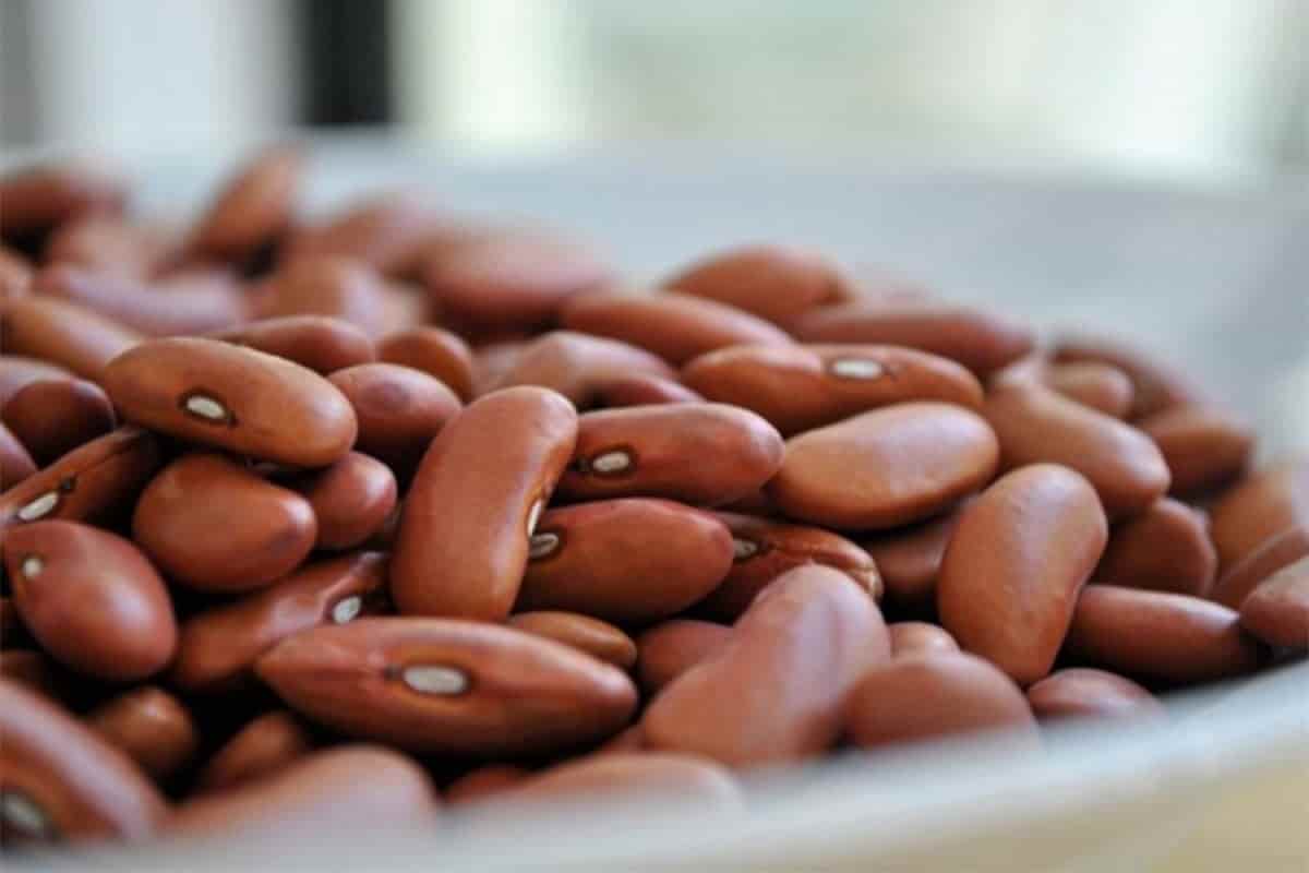 beans20221027073742 742361 min