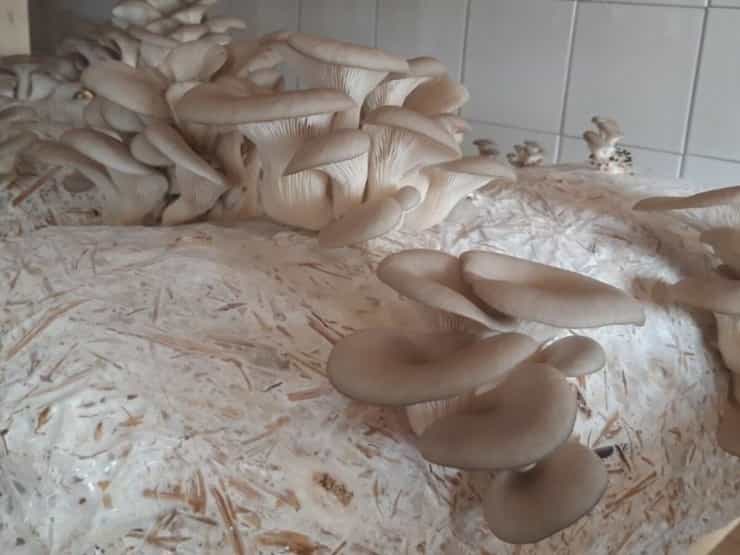 bukovace gljive 1