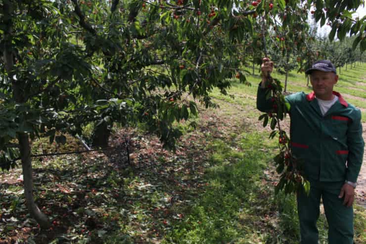 cherry trees