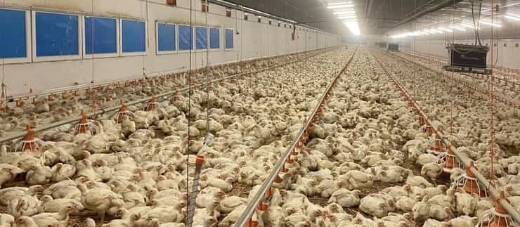 chickenfarmbing 1