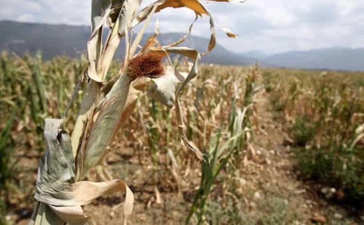 cornharvestdisa