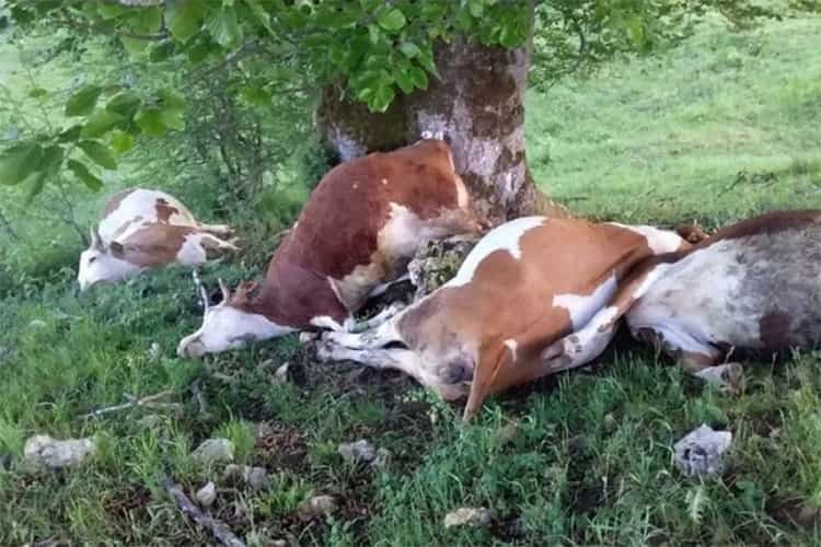 cow lightning