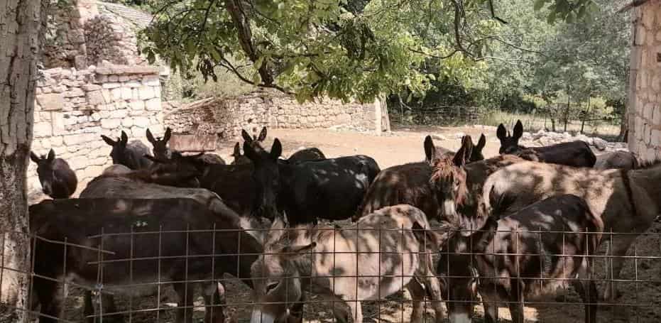 donkey milk amaraca farma min