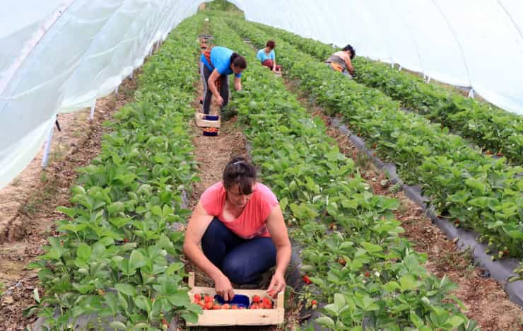 Strawberry farming