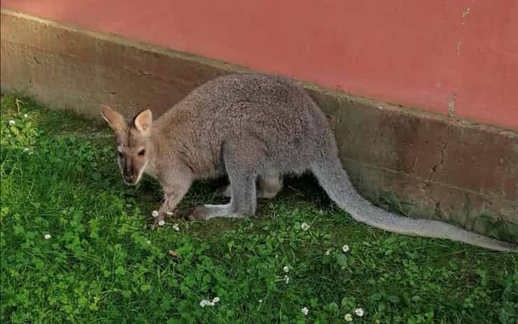 kangaroo 1