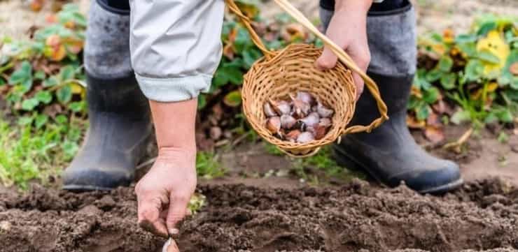 plantgarlic 1