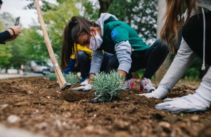 plantingbih