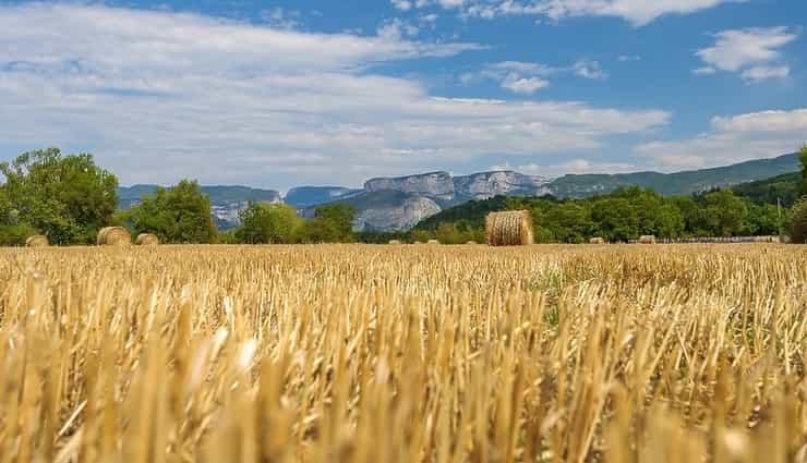 poljoprivredaagriculturefrancewheat