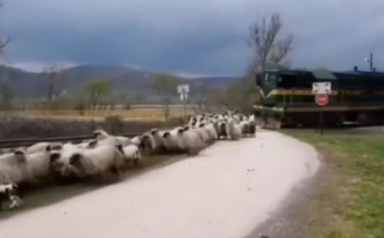 sheepflock