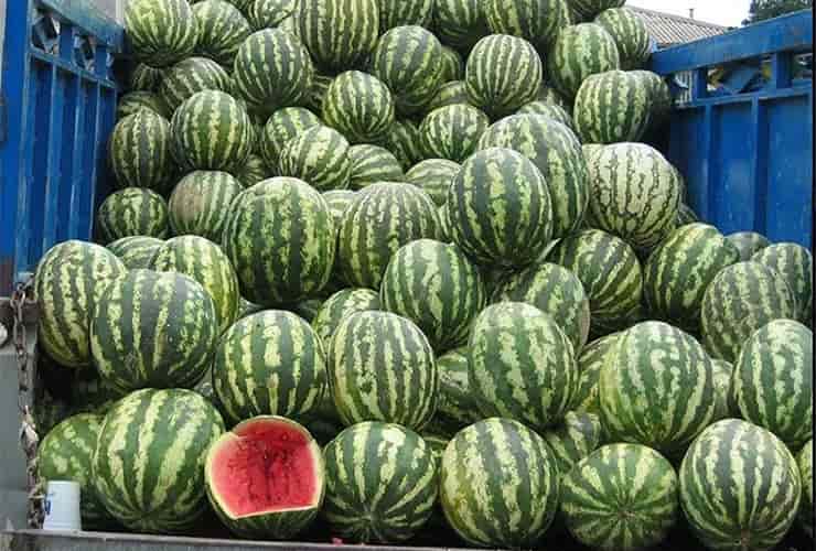 watermelan