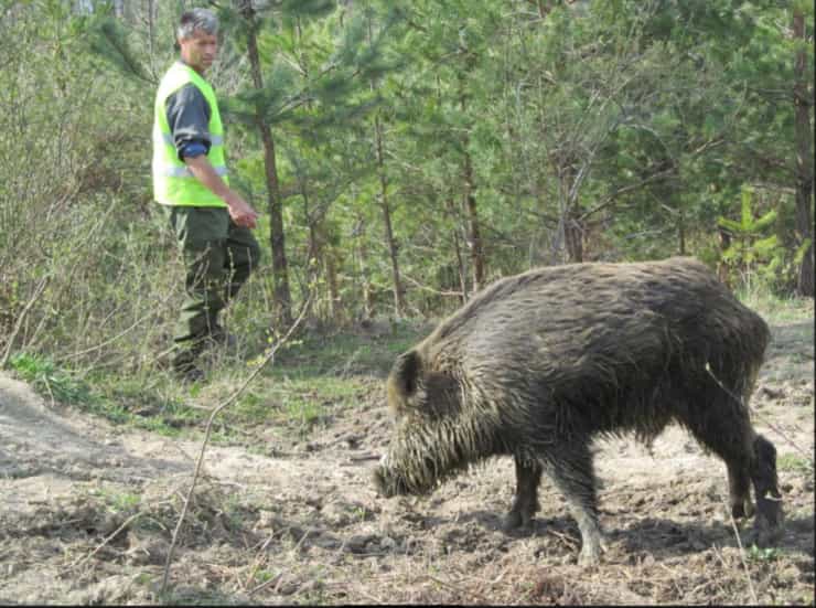 wild boars