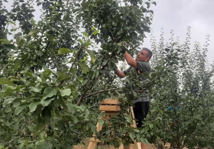 yield of plums