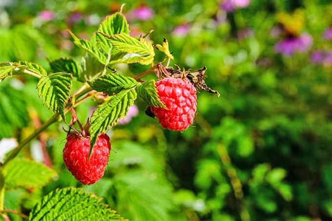 Raspberries