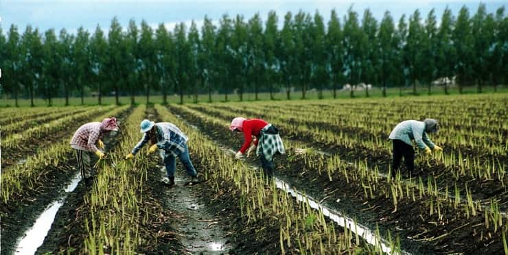 asparagusharvest