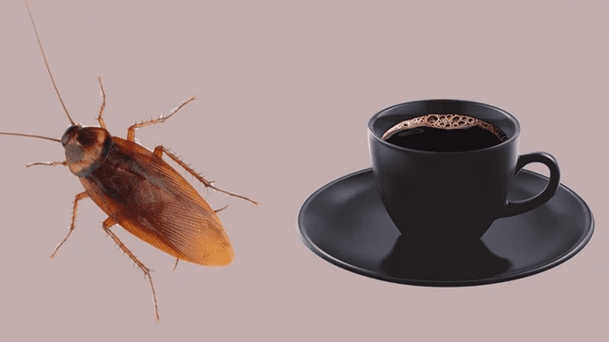 cockroach