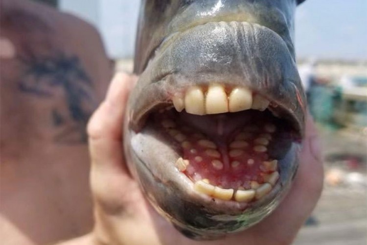 fishhumanteeth