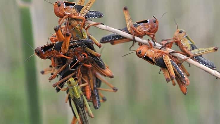 italy locusts