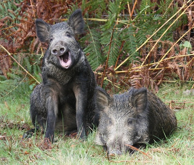 wildboar