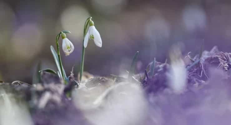 springflowers 1