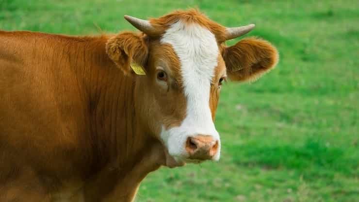 krava cow