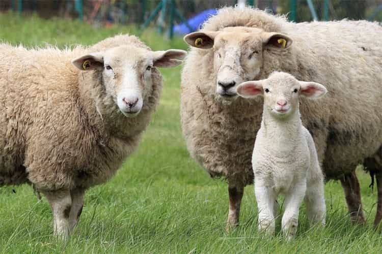 sheepfam 1