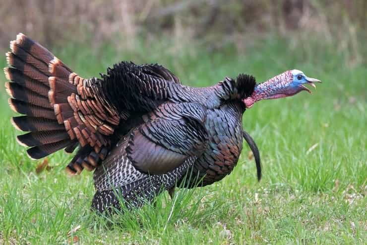 turkey 1